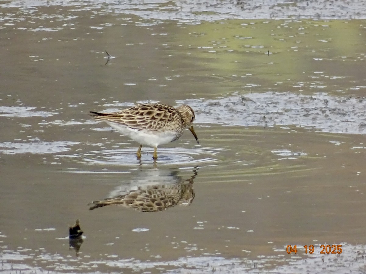 Орог элсэг - ML634031916