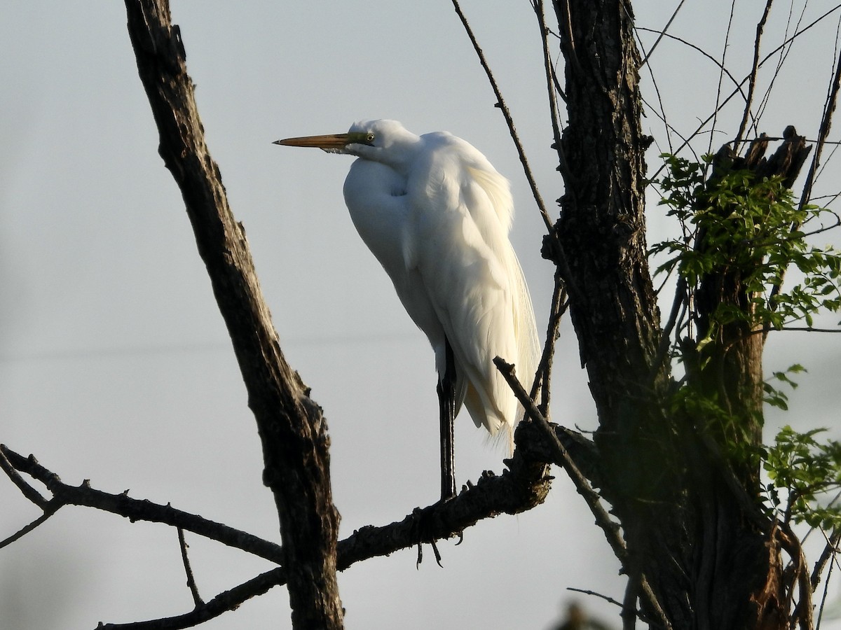 Great Egret - ML634031921