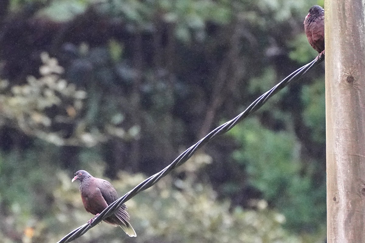 Laurel Pigeon - ML634031936