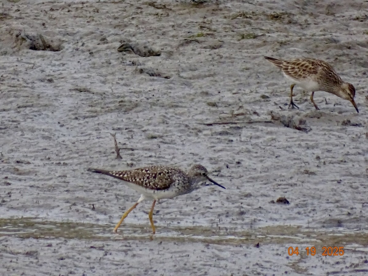 Lesser Yellowlegs - ML634031937