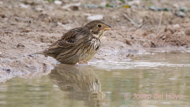 Corn Bunting - ML634031972