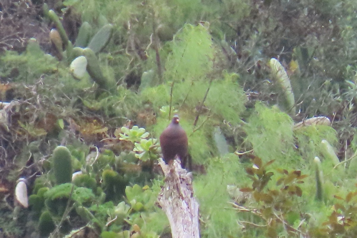Laurel Pigeon - ML634032218