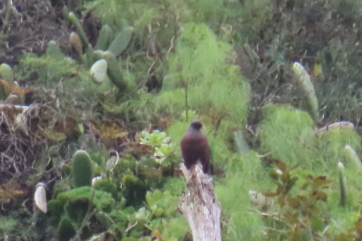 Laurel Pigeon - ML634032224