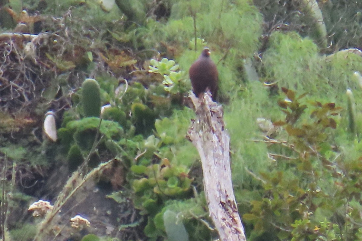 Laurel Pigeon - ML634032228