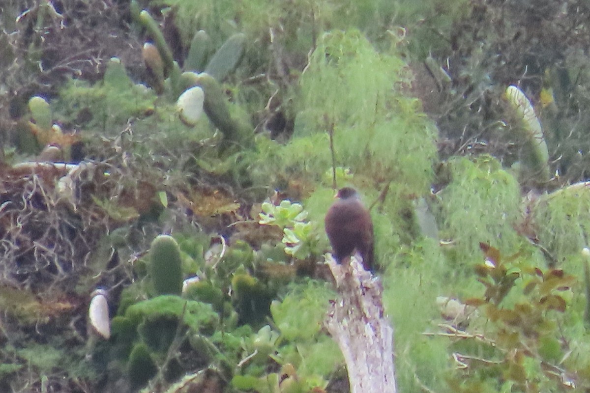 Laurel Pigeon - ML634032242