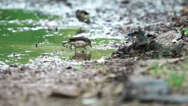 Louisiana Waterthrush - ML634032284