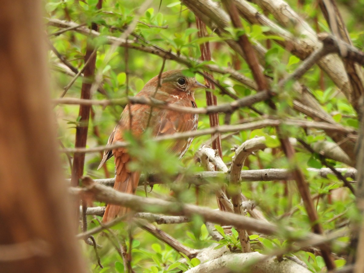 Fox Sparrow - ML634032825