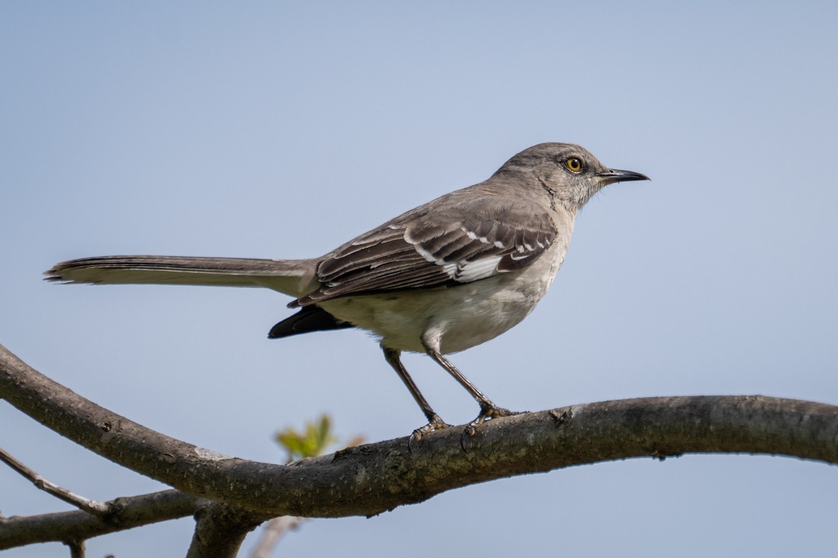 Northern Mockingbird - ML634032832