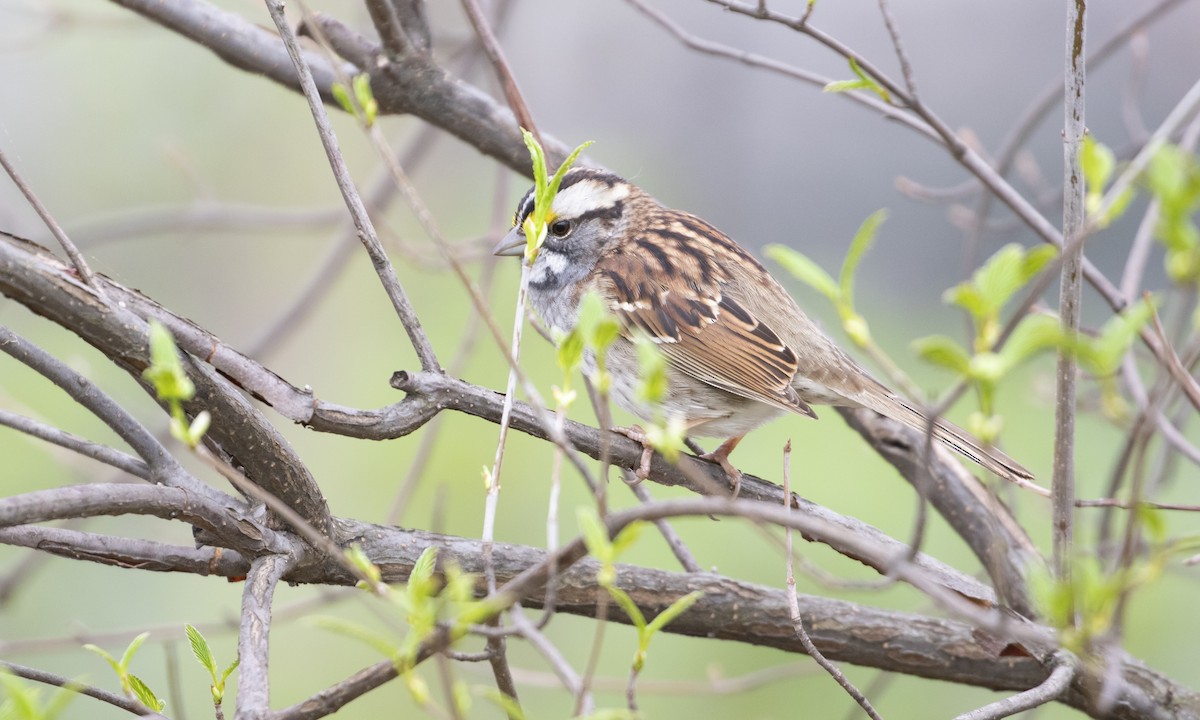 White-throated Sparrow - ML634032860