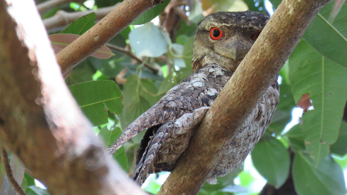 Papuan Frogmouth - ML634032864