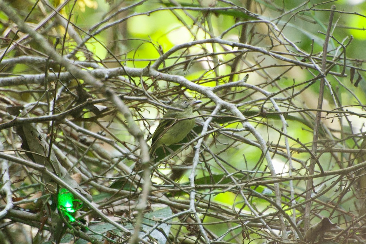 Southern Bentbill - ML634032871