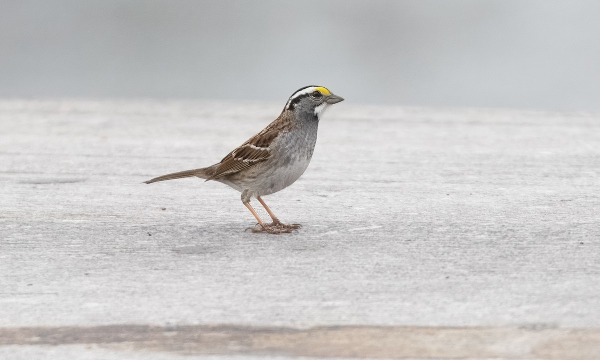 White-throated Sparrow - ML634032893