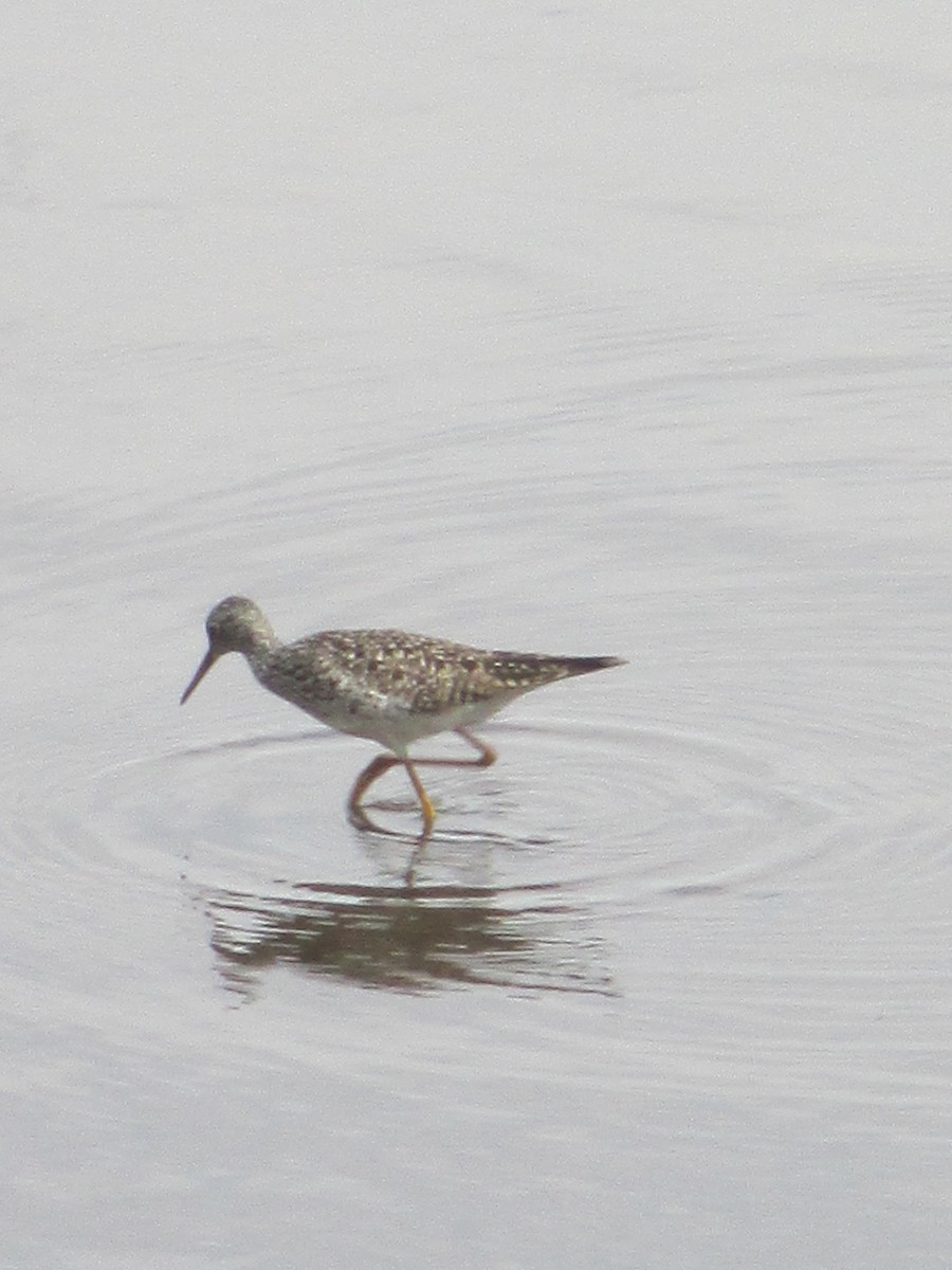 Lesser Yellowlegs - ML634033001