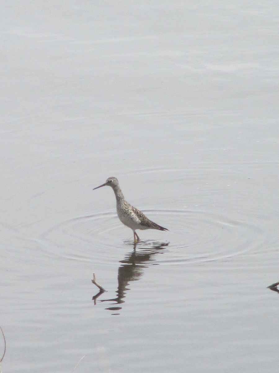 Lesser Yellowlegs - ML634033002