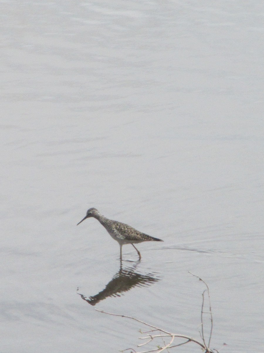 Lesser Yellowlegs - ML634033003