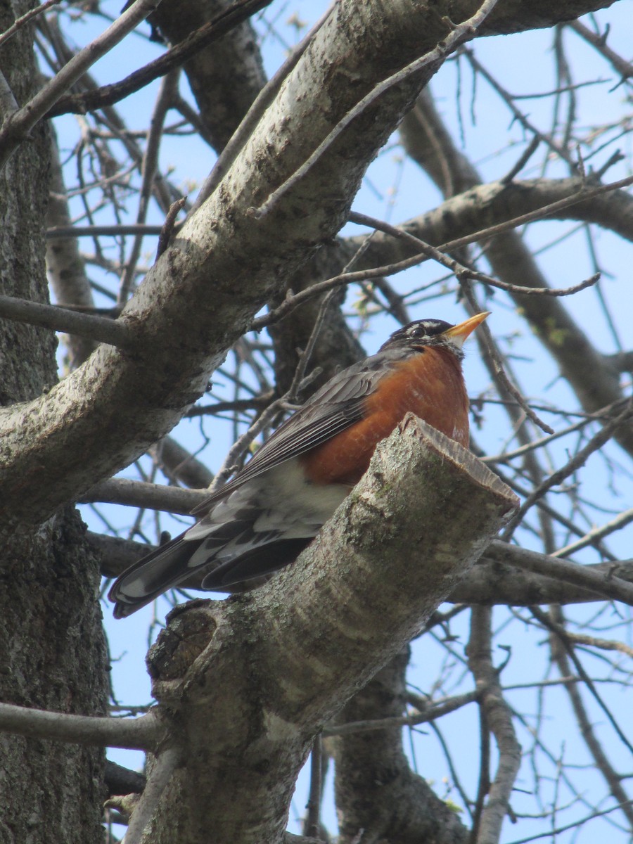 American Robin - ML634033031