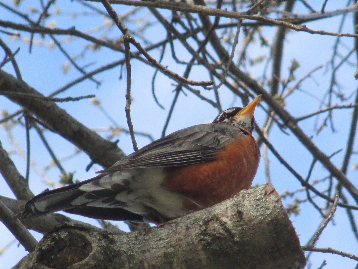 American Robin - ML634033032