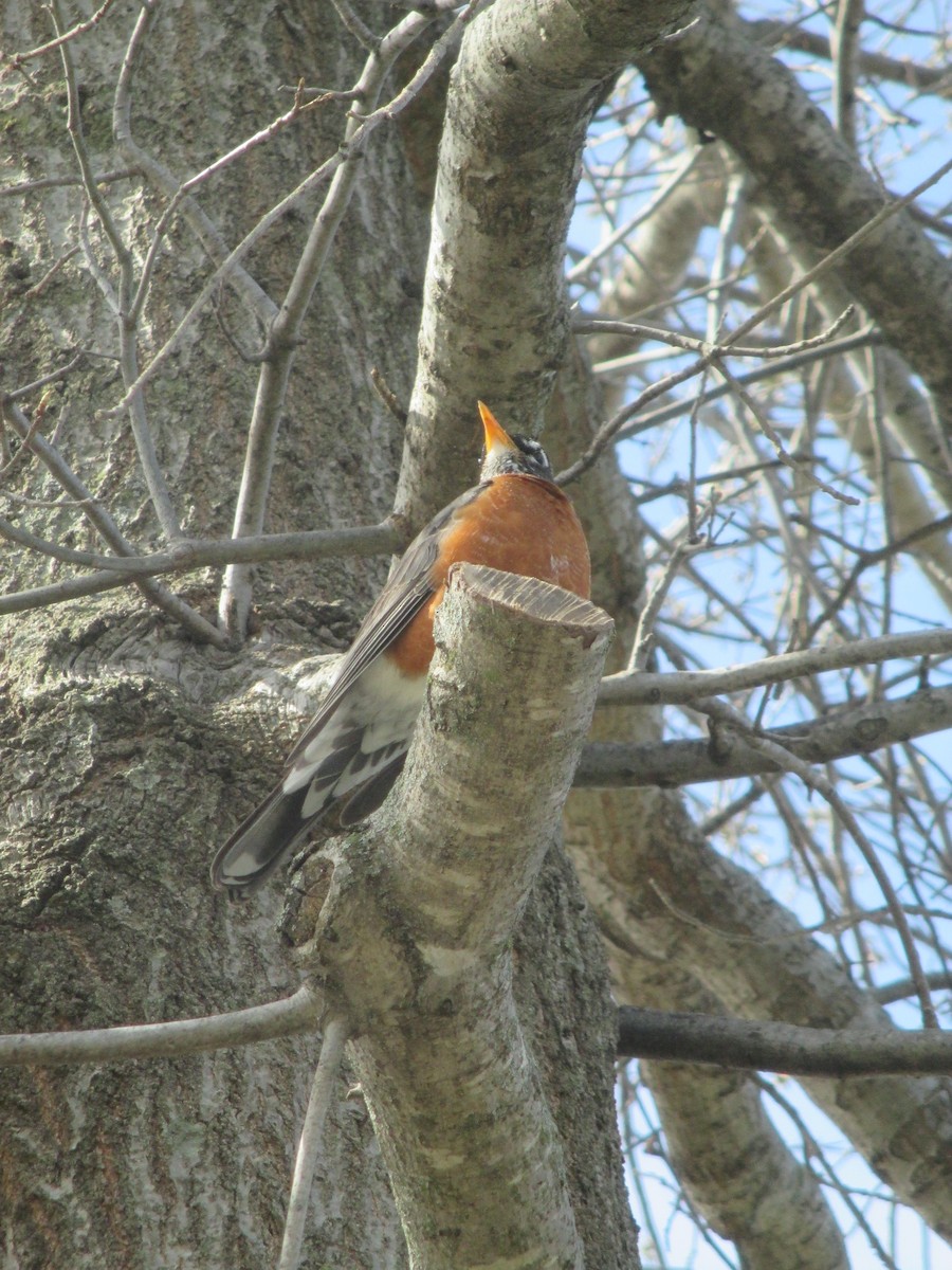 American Robin - ML634033033