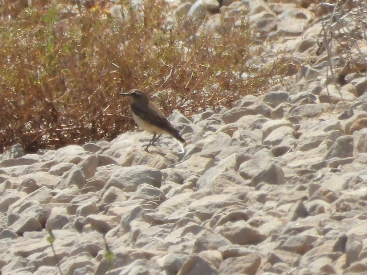 ハシグロヒタキ - ML634033045