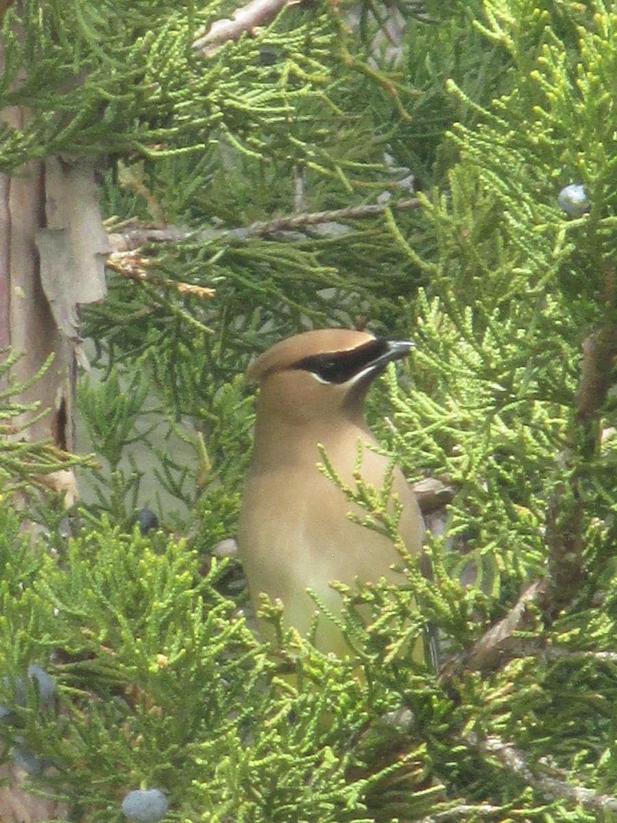 Cedar Waxwing - ML634033093