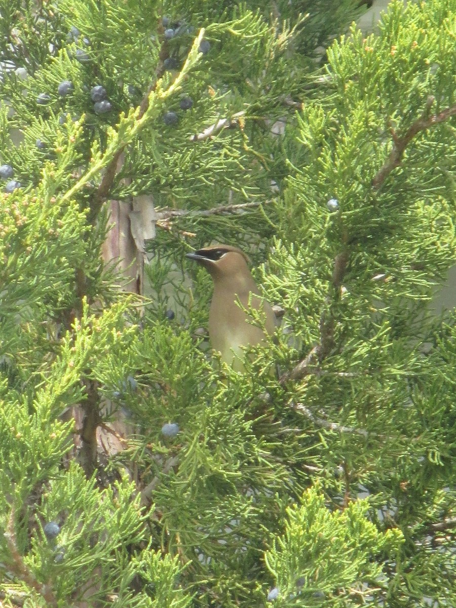 Cedar Waxwing - ML634033100