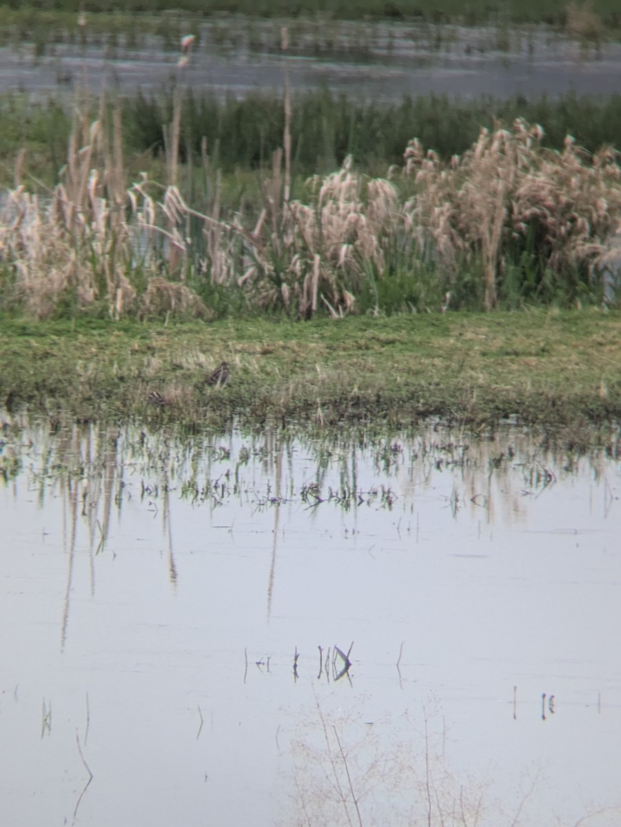 Wilson's Snipe - ML634033126