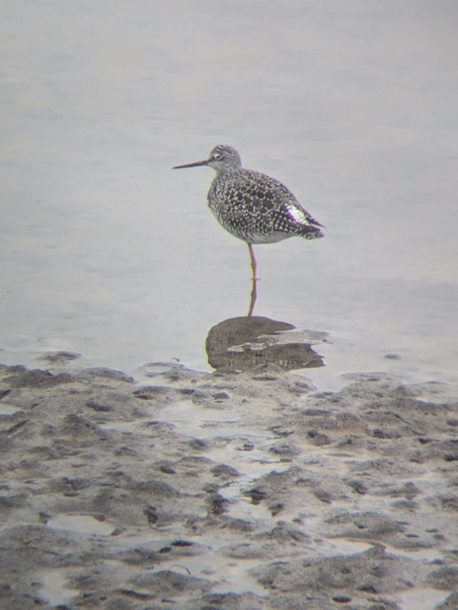 Greater Yellowlegs - ML634033139