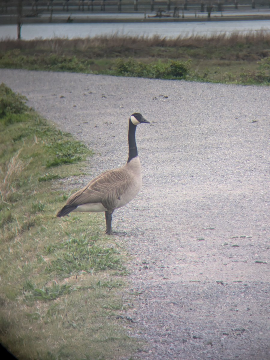 Canada Goose - ML634033191