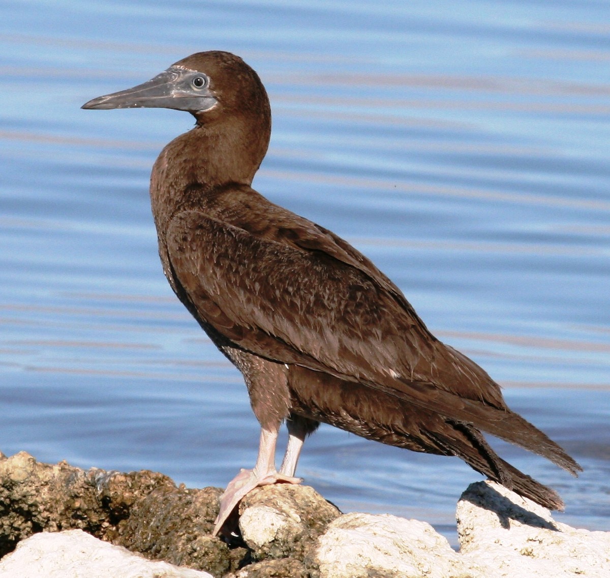 Brown Booby - ML63403341