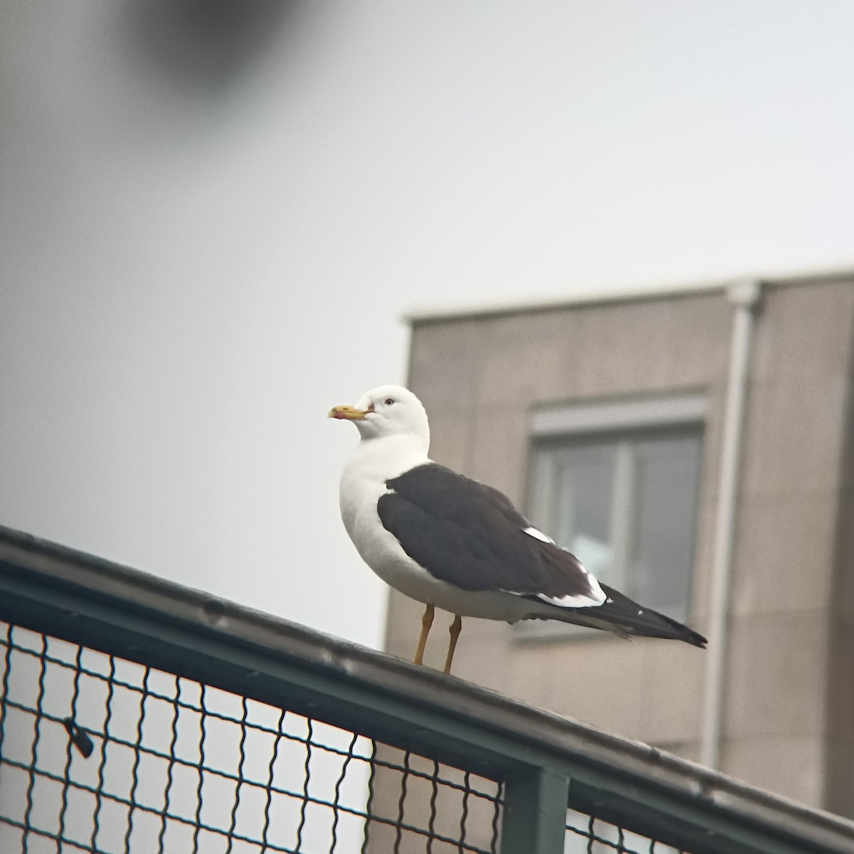 Goéland brun - ML634033532