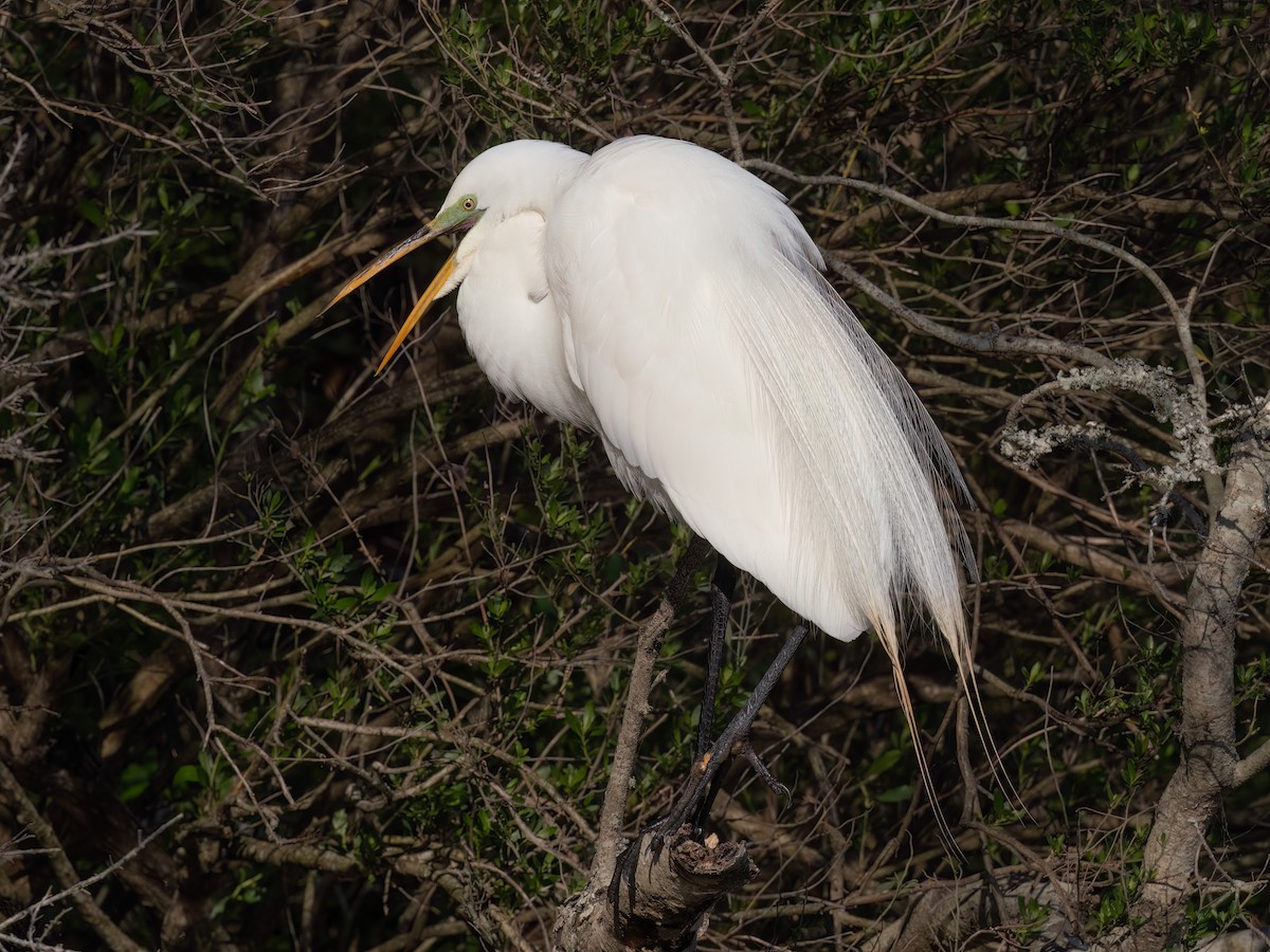 Great Egret - ML634033673