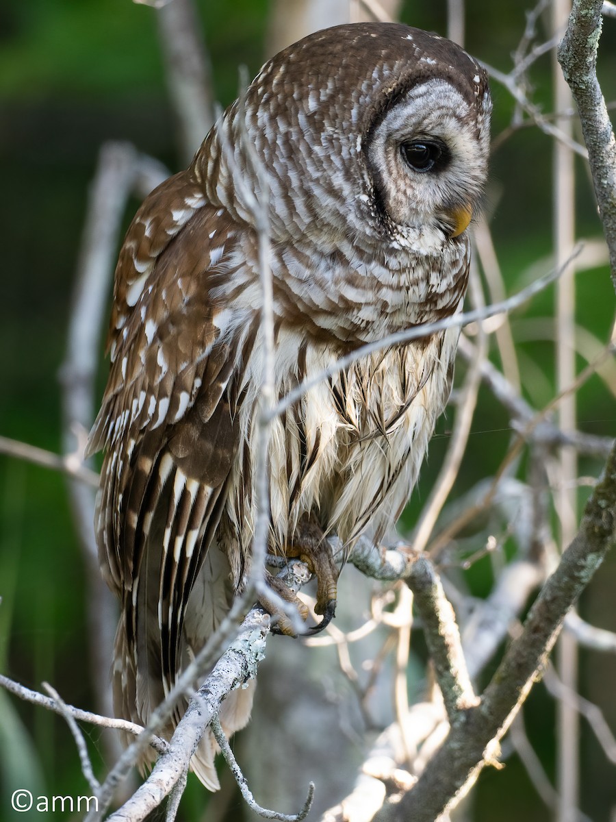 Barred Owl - ML634033710