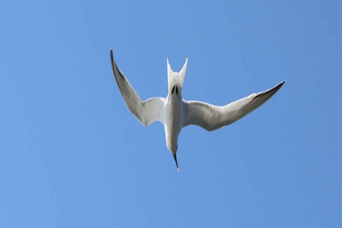 Sandwich Tern - ML634033735