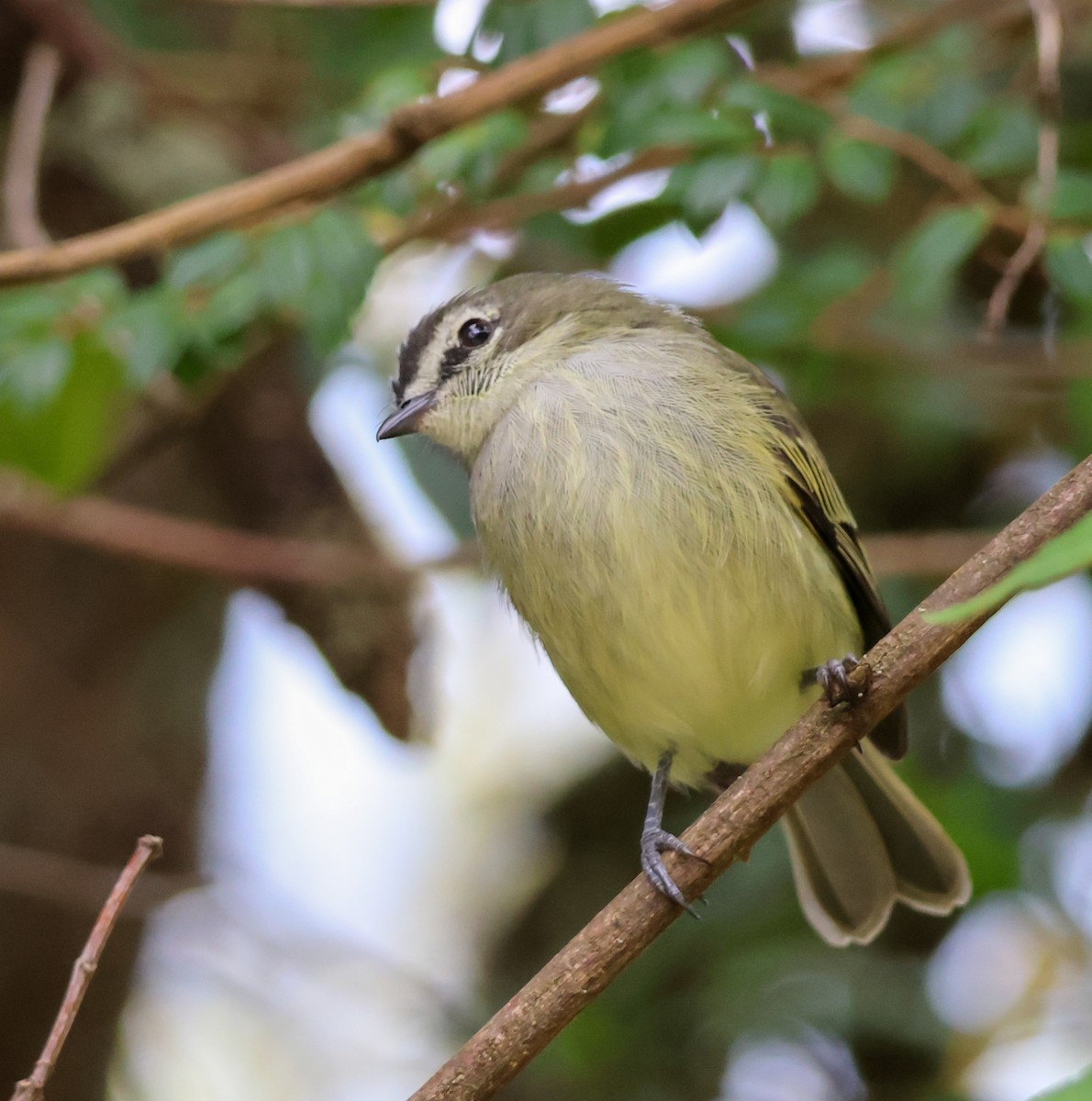 Spectacled Tyrannulet - ML634033785