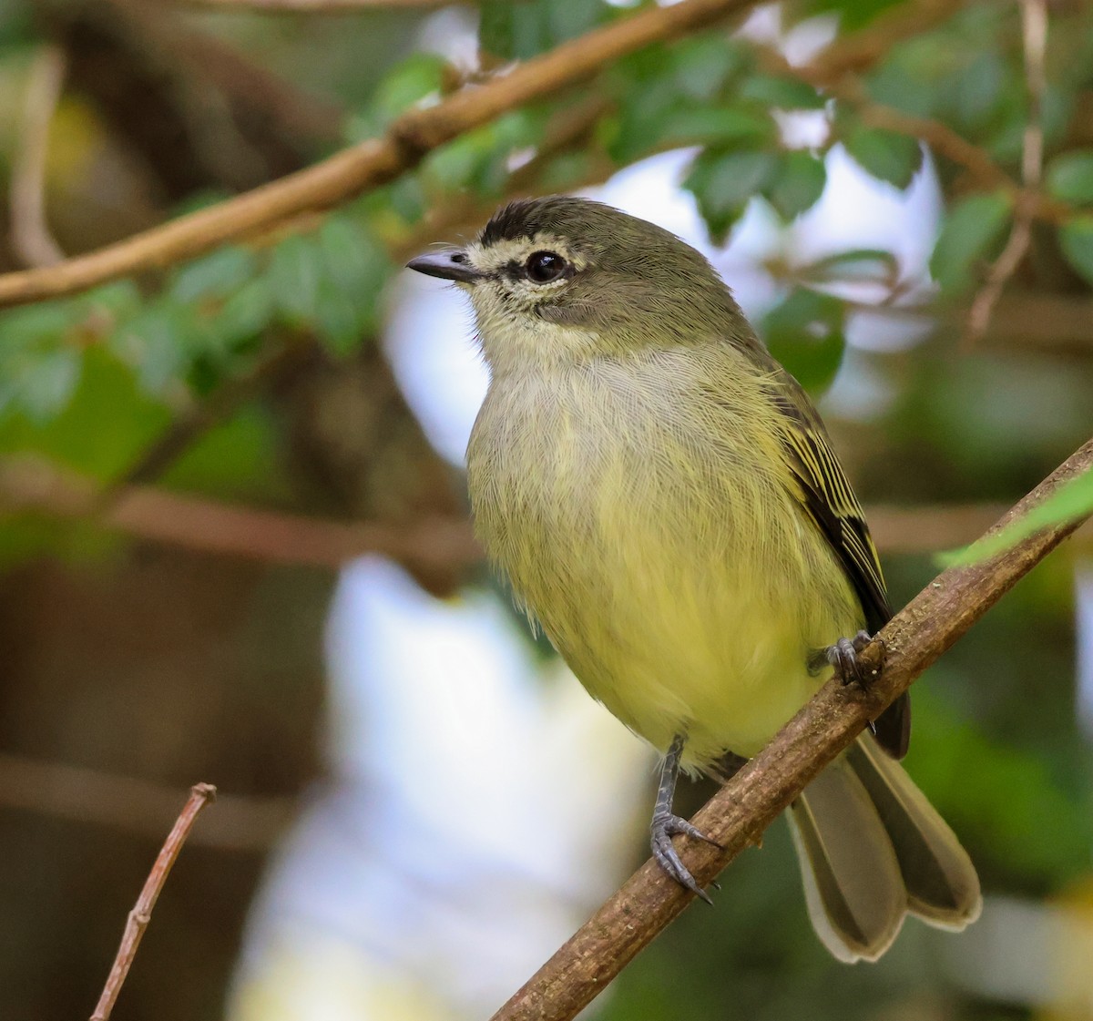 Spectacled Tyrannulet - ML634033786