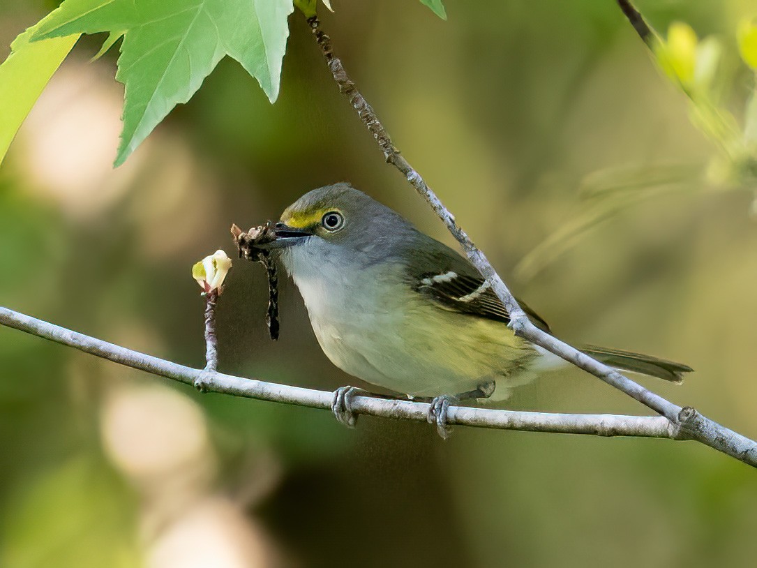 White-eyed Vireo - ML634033791