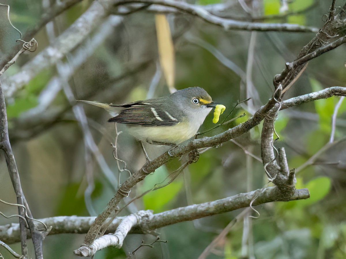 White-eyed Vireo - ML634033816