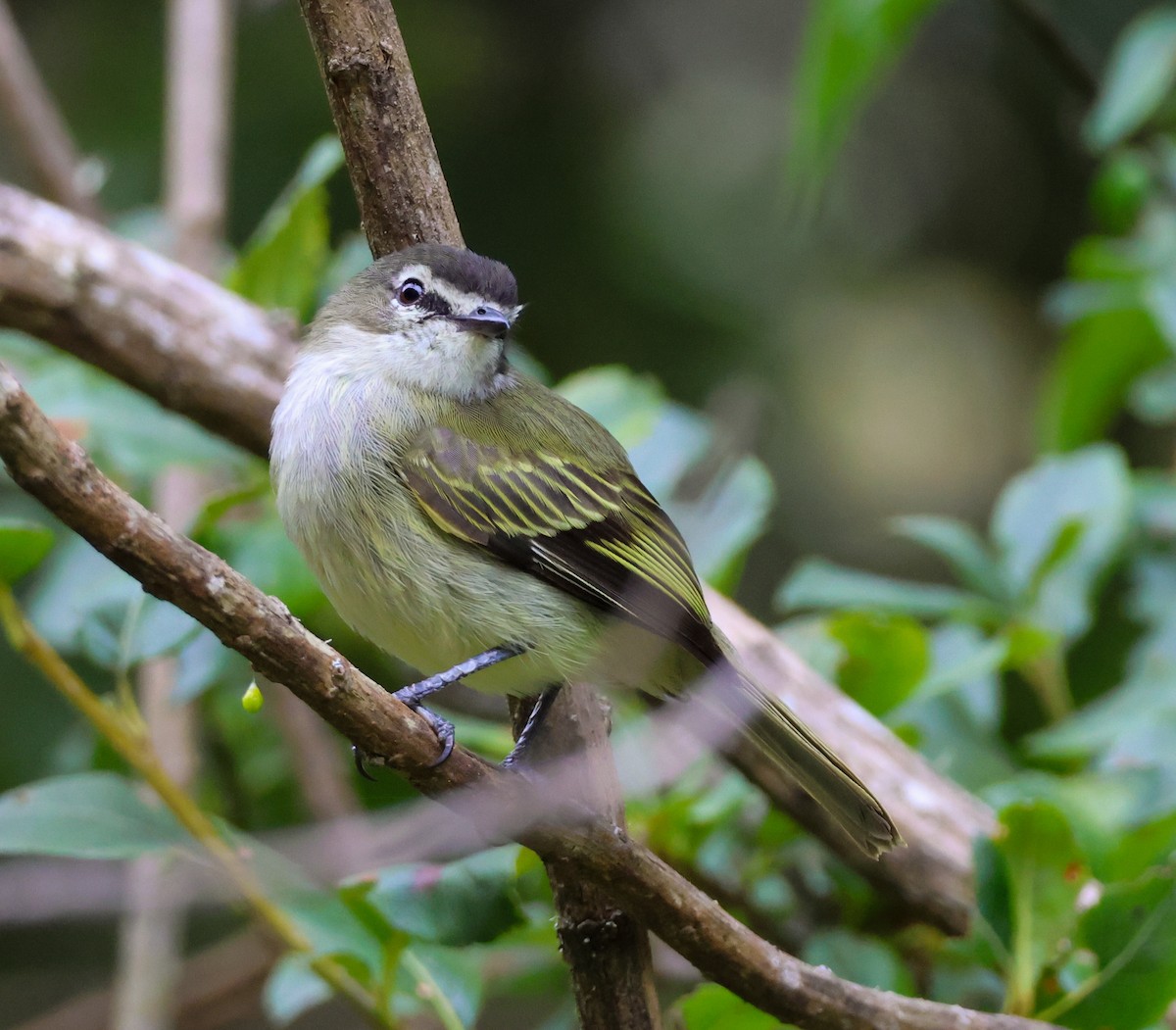 Spectacled Tyrannulet - ML634033862