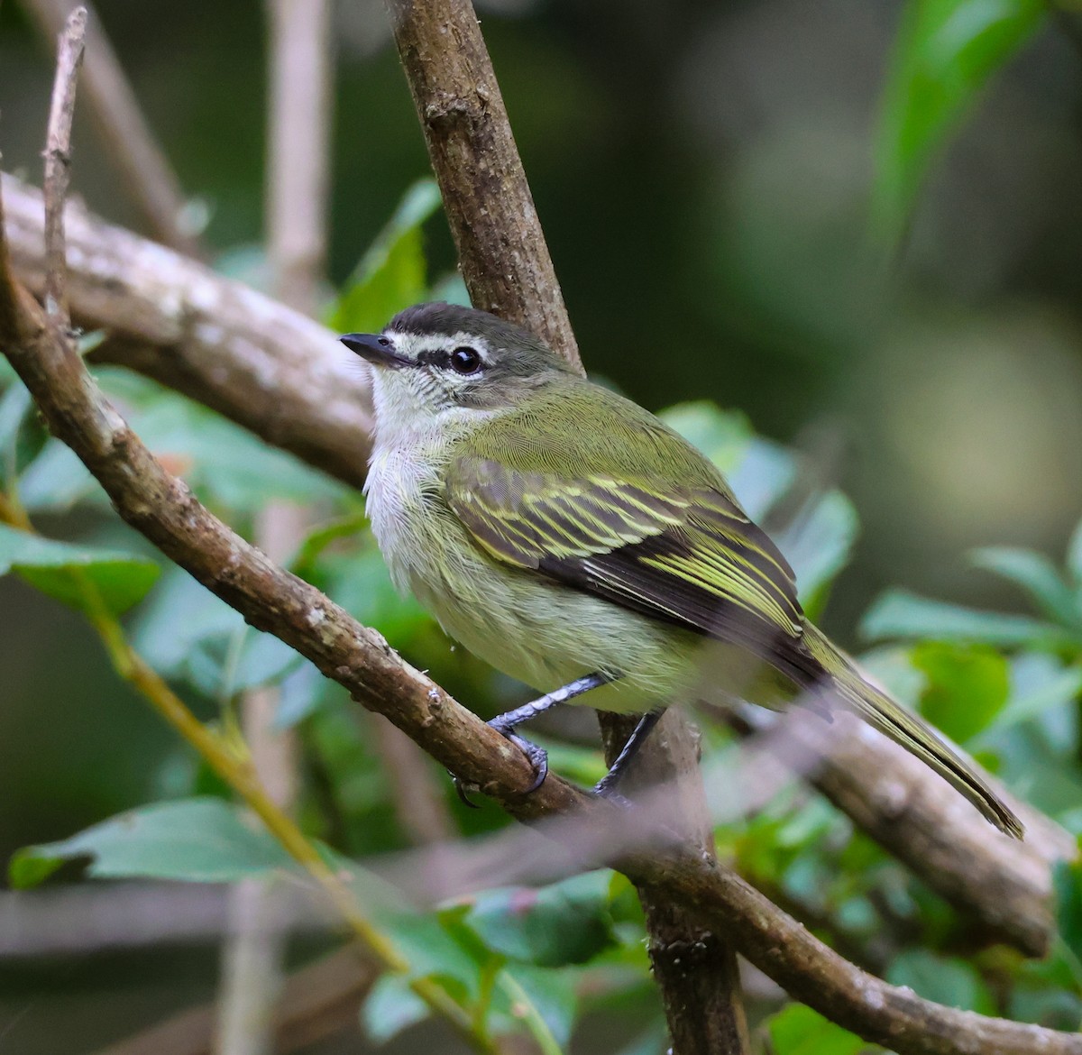 Spectacled Tyrannulet - ML634033863