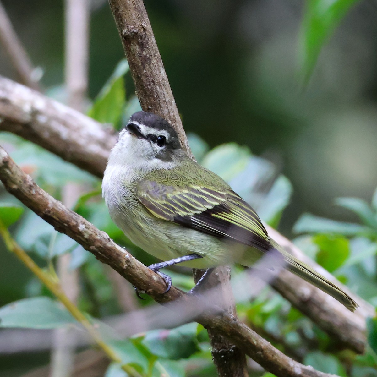 Spectacled Tyrannulet - ML634033864