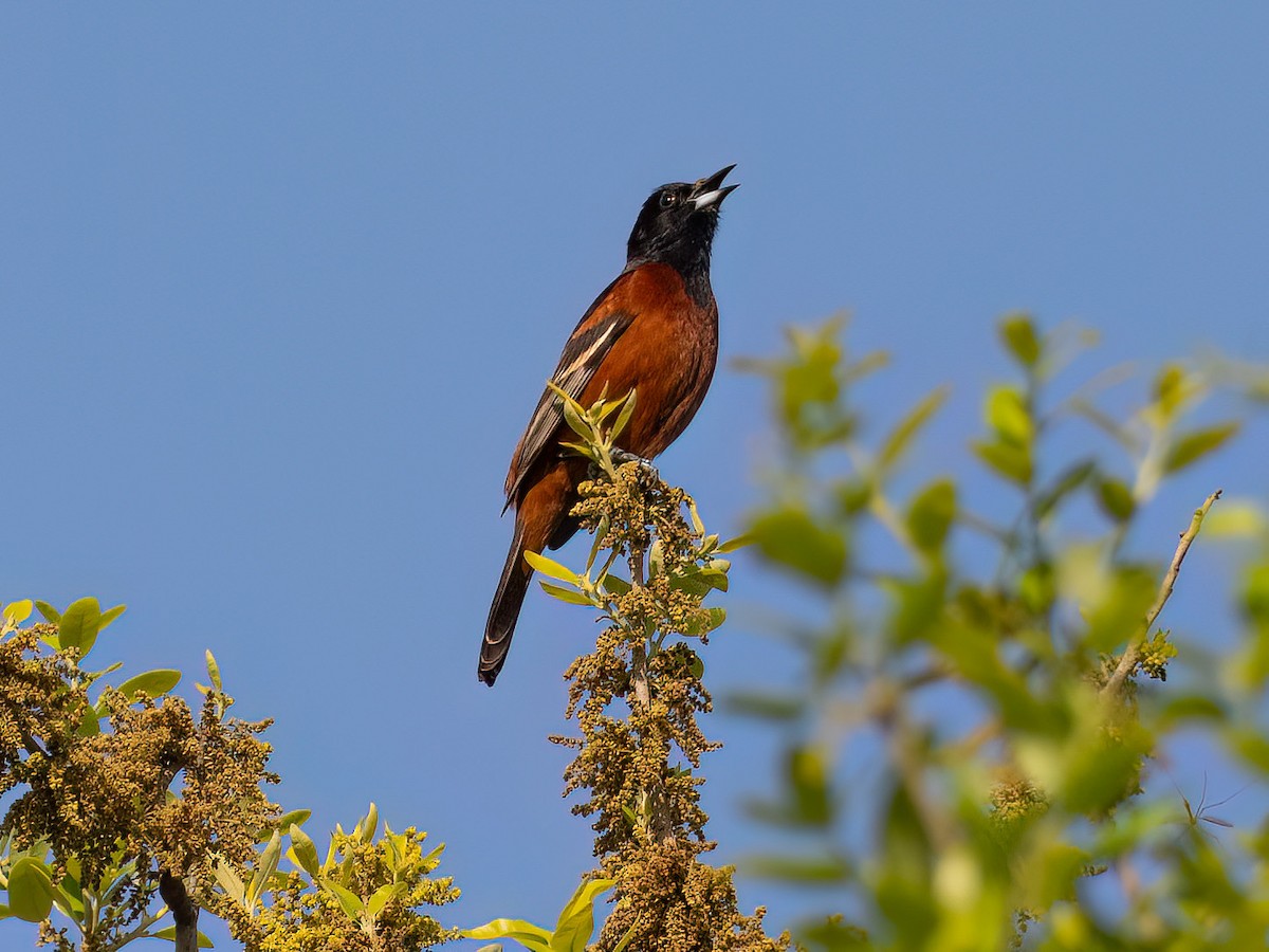 Orchard Oriole - ML634033865