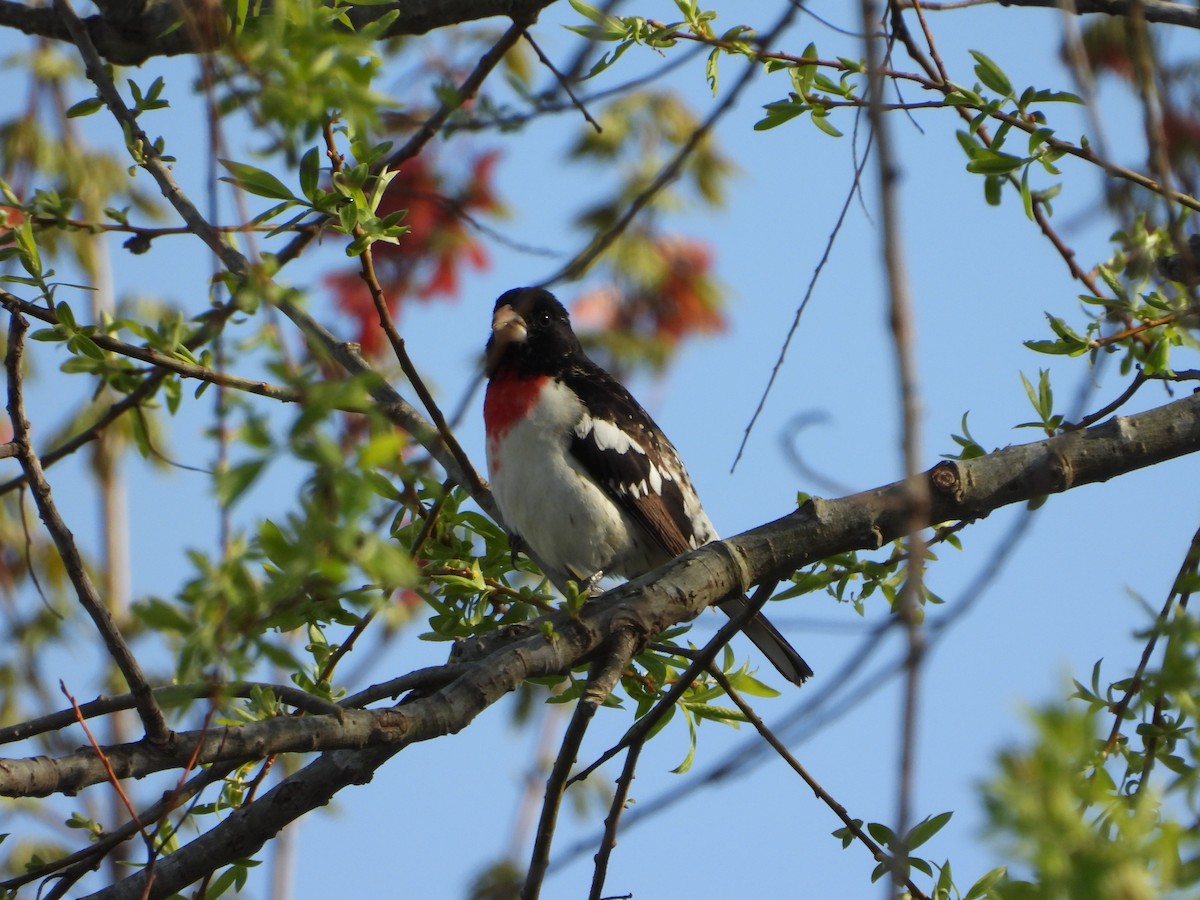 Rose-breasted Grosbeak - ML634033948