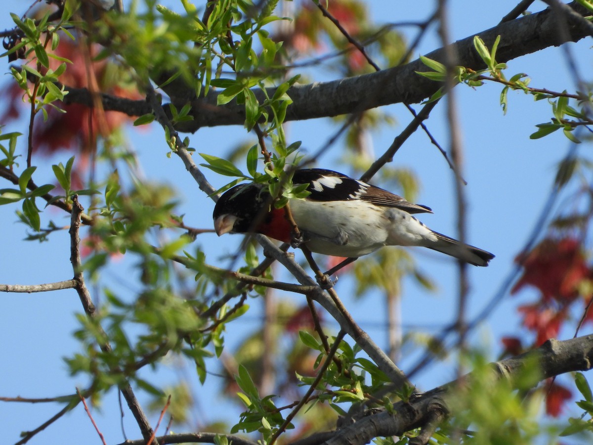 Rose-breasted Grosbeak - ML634033949