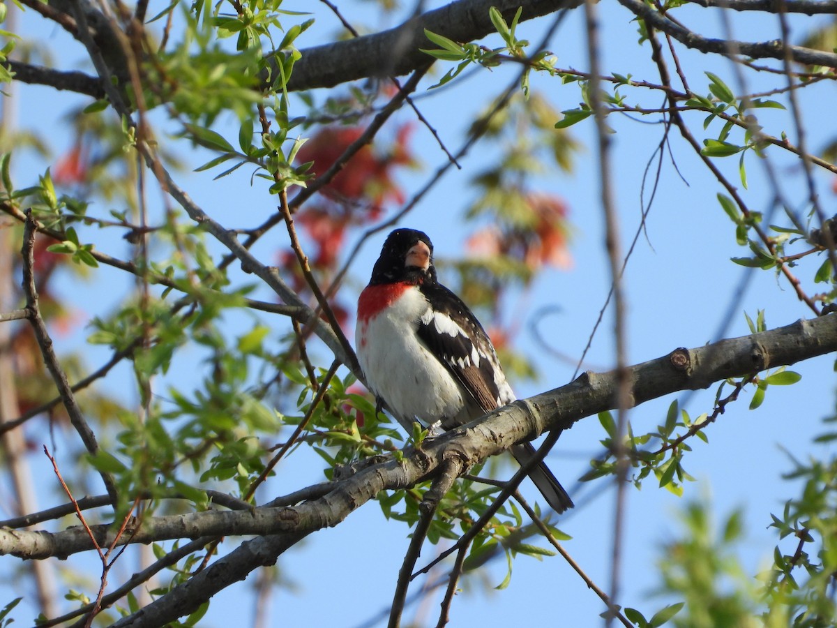 Rose-breasted Grosbeak - ML634033950