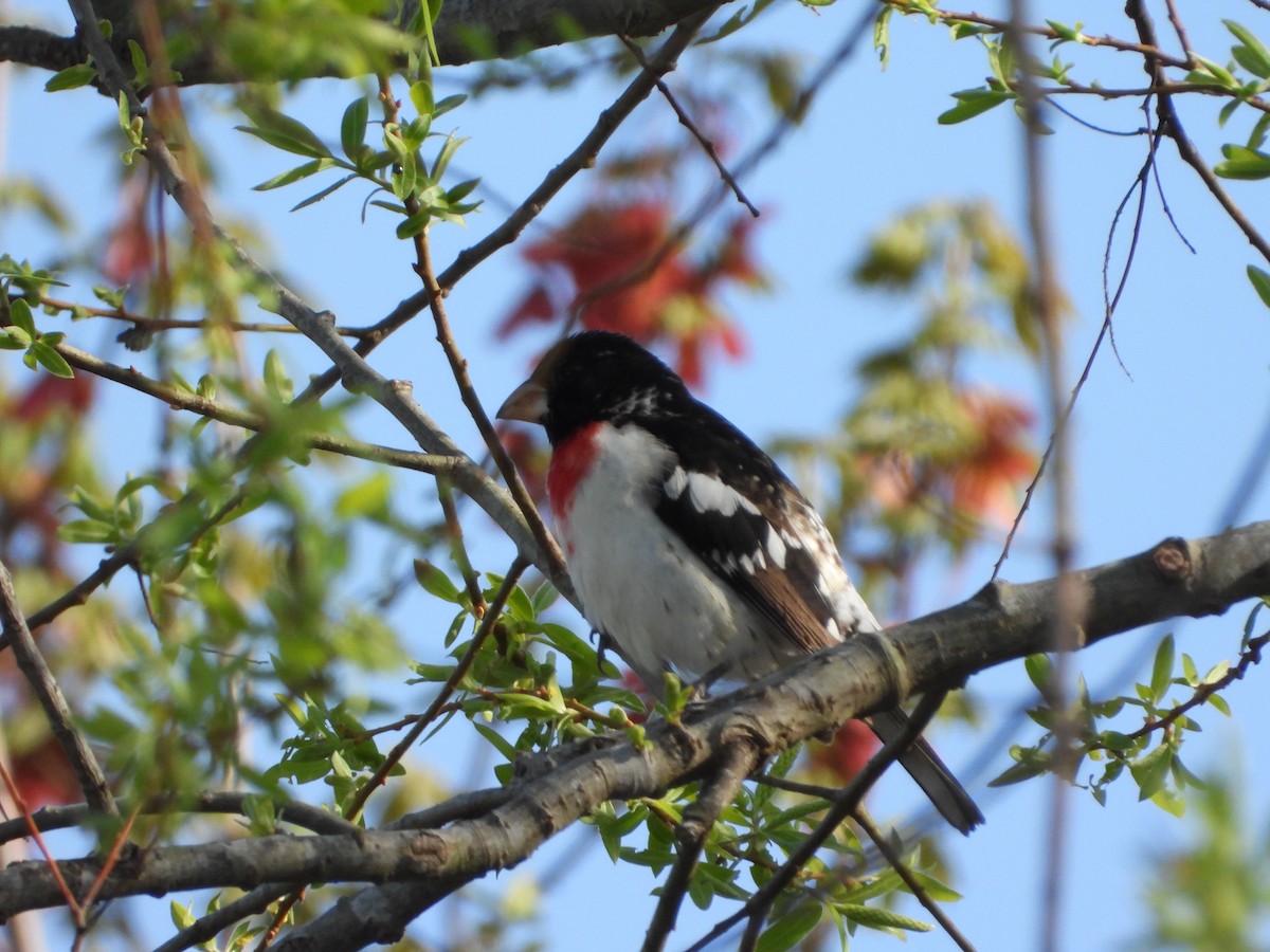 Rose-breasted Grosbeak - ML634033951