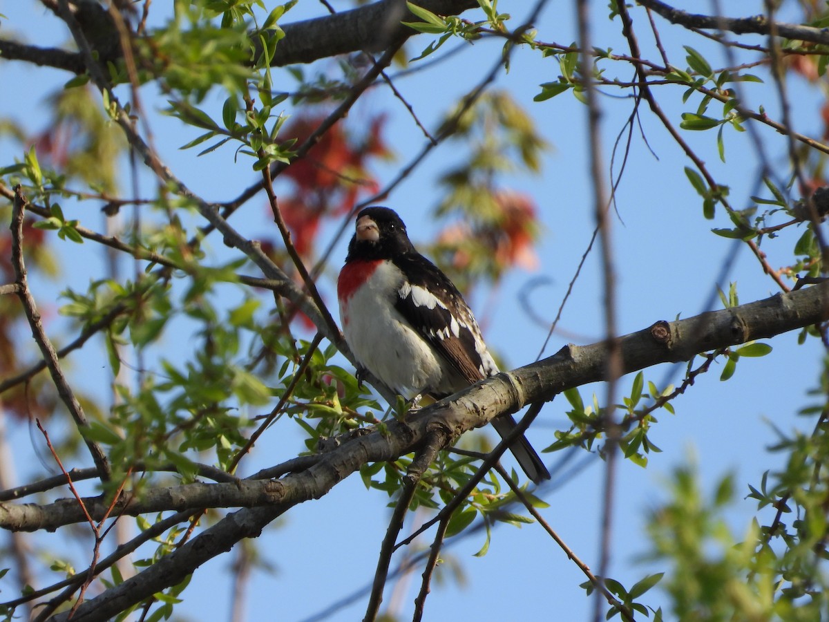 Rose-breasted Grosbeak - ML634033952