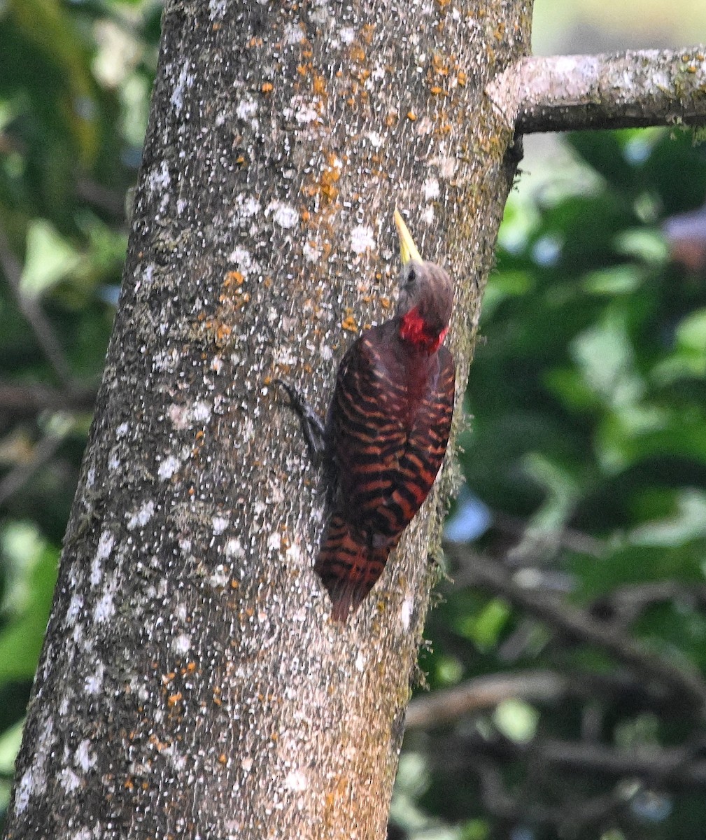 Bay Woodpecker - ML634034045