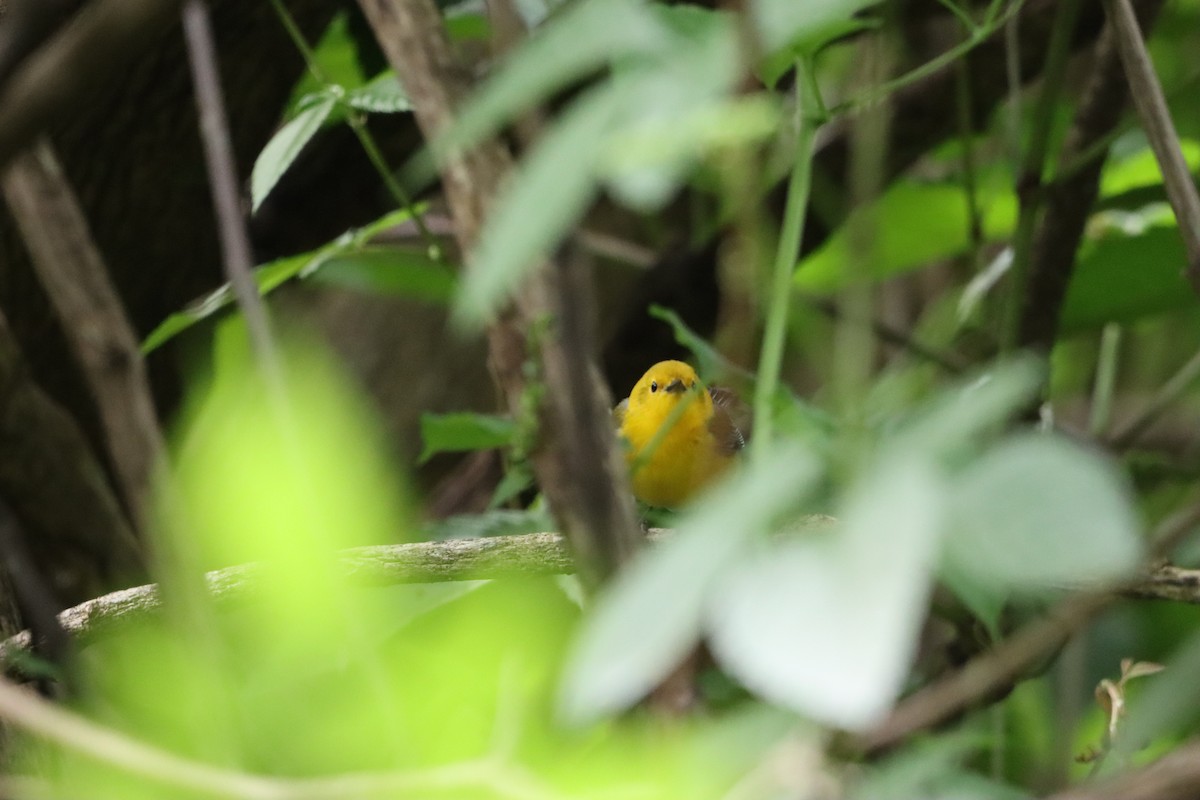 Prothonotary Warbler - ML634034056