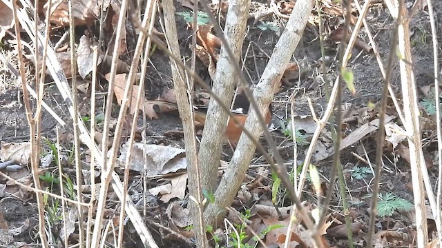 Eastern Towhee - ML634034093