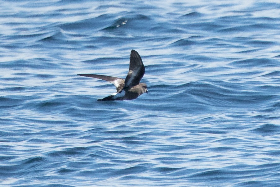 Pincoya Storm-Petrel - ML634034171